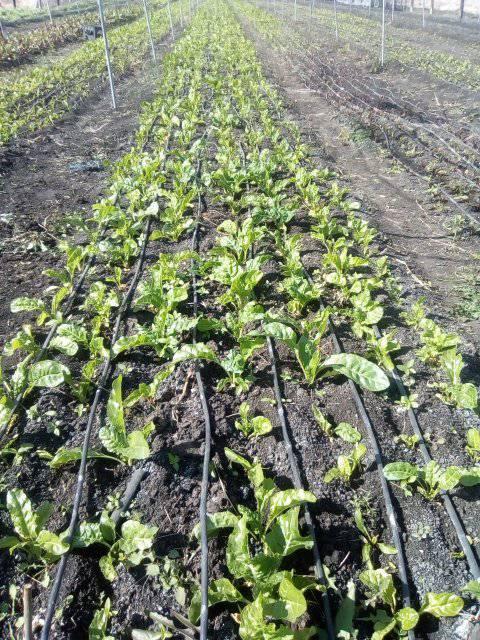 Drip irrigation for Spinach farming