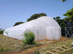 Metal Framed Greenhouses in Kenya