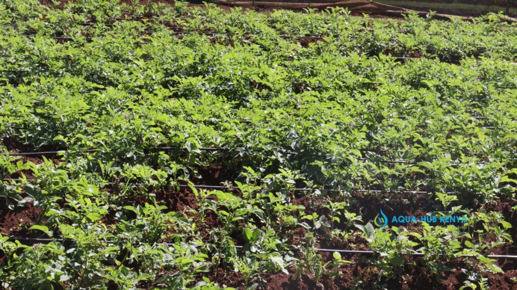 Potato Irrigation Farming