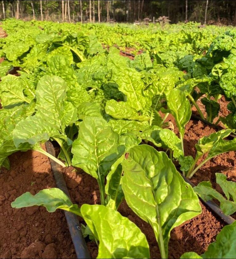 Drip irrigation for Spinach farming