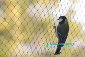 Bird Net in Kenya: Prevent Bird Attacks on Crops?