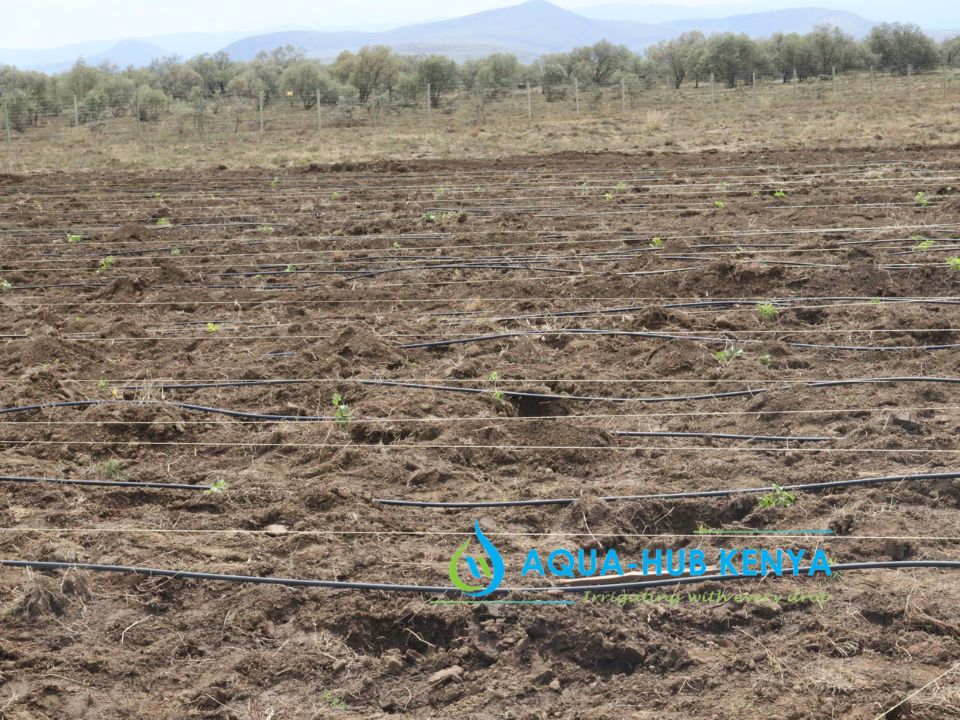Drip Irrigation Systems in Kenya
