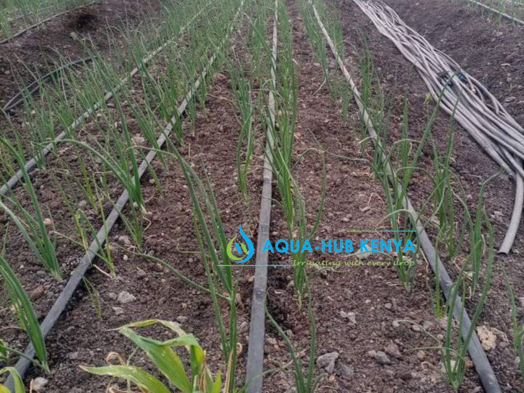Onion Farming in Kenya