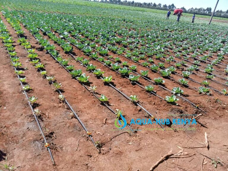 Drip Irrigation Kits for Cabbage
