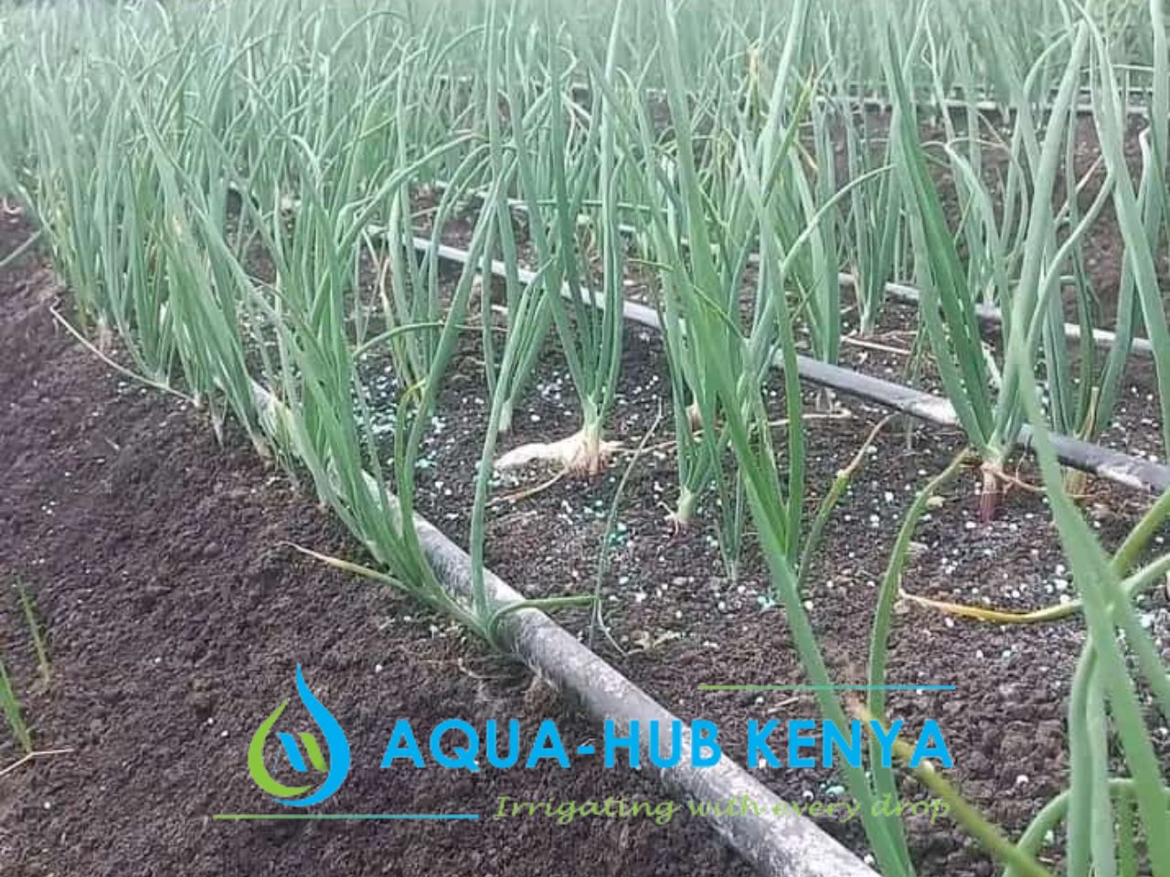 Onion Drip irrigation Farming in Kenya