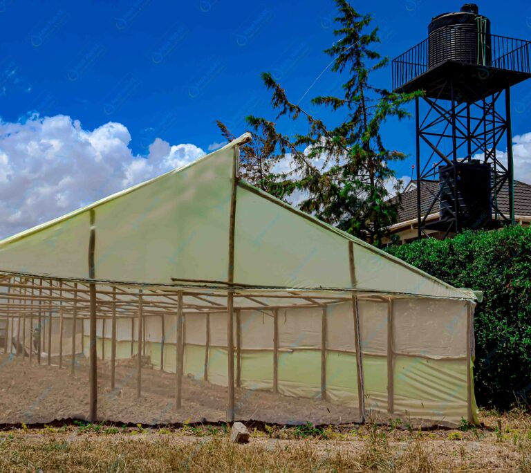 Modern Greenhouses in Kenya