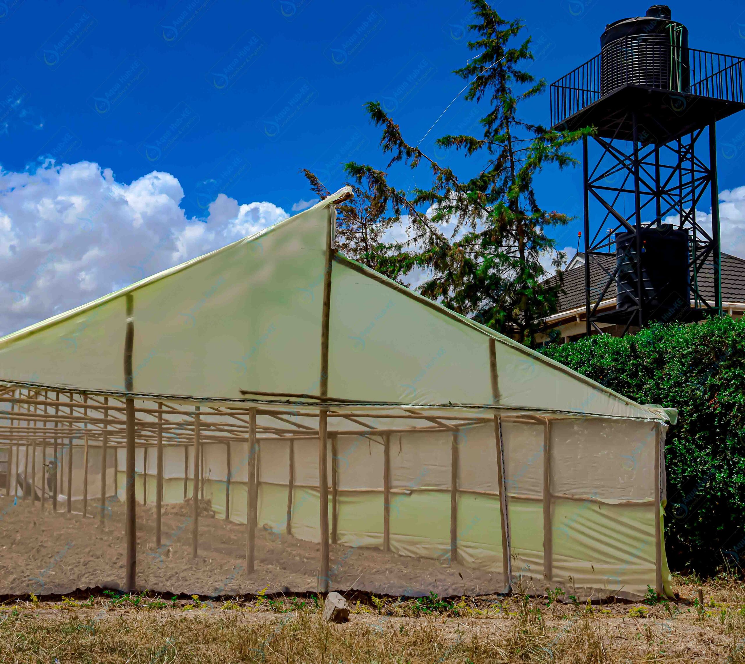 Modern Greenhouses in Kenya