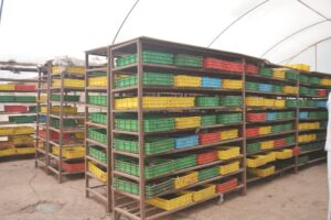 Greenhouses for BSF Farming