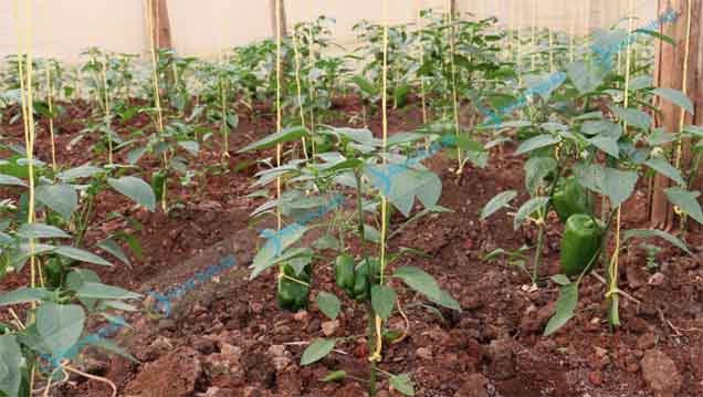 Profitable Crops grown in a greenhouse