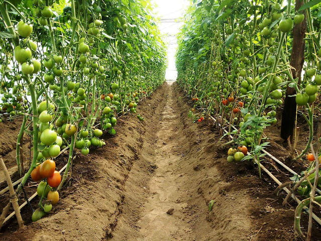 Profitable Crops grown in a greenhouse