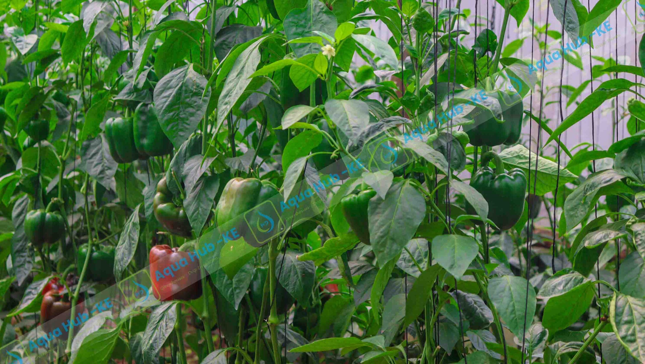 Bell Peppers farming