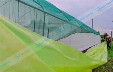 Greenhouse Polythene in Kenya