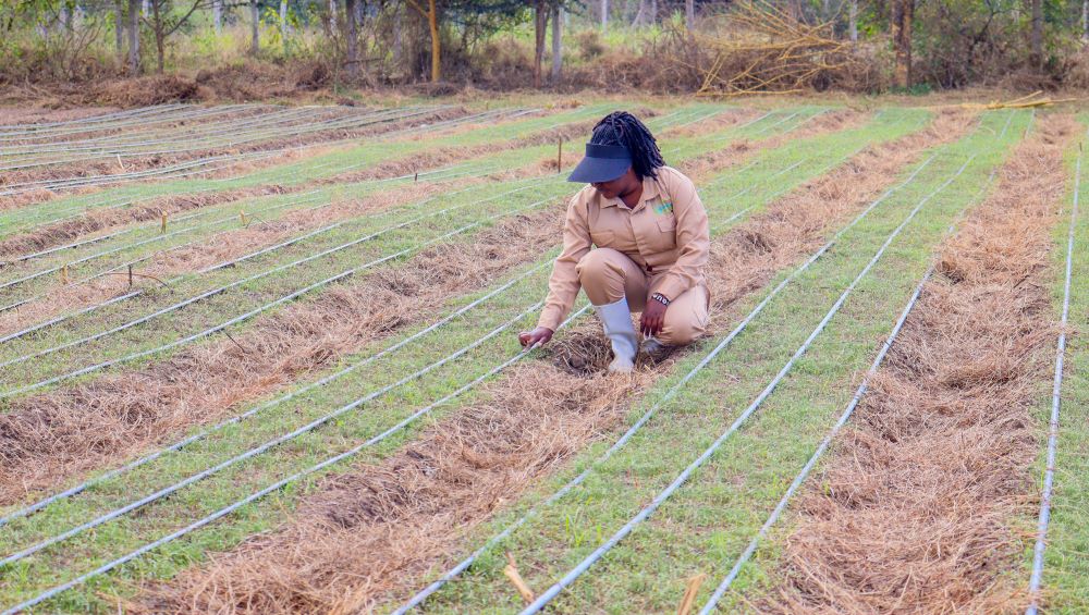 Garlic Farming in Kenya