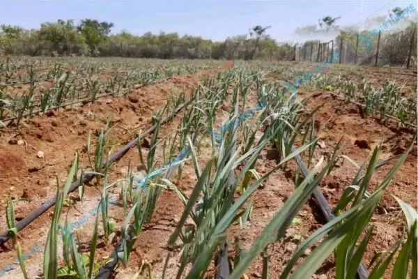 Garlic Farming in Kenya