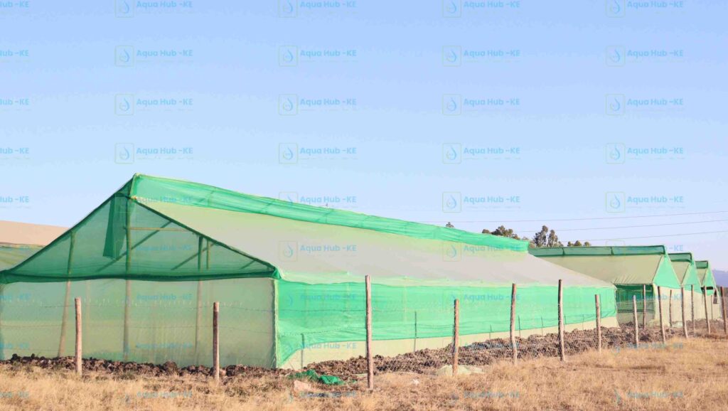 Greenhouse prices in Kenya
