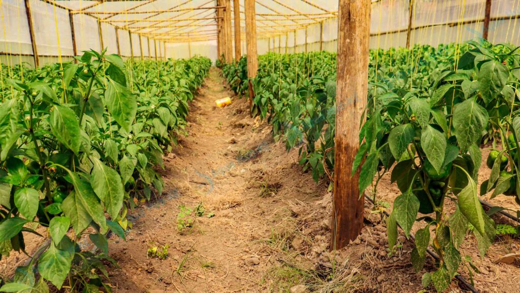 greenhouse paper in Kenya
