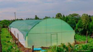 greenhouse paper in Kenya