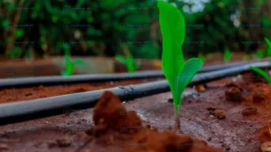 Drip Irrigation Kits for Sale