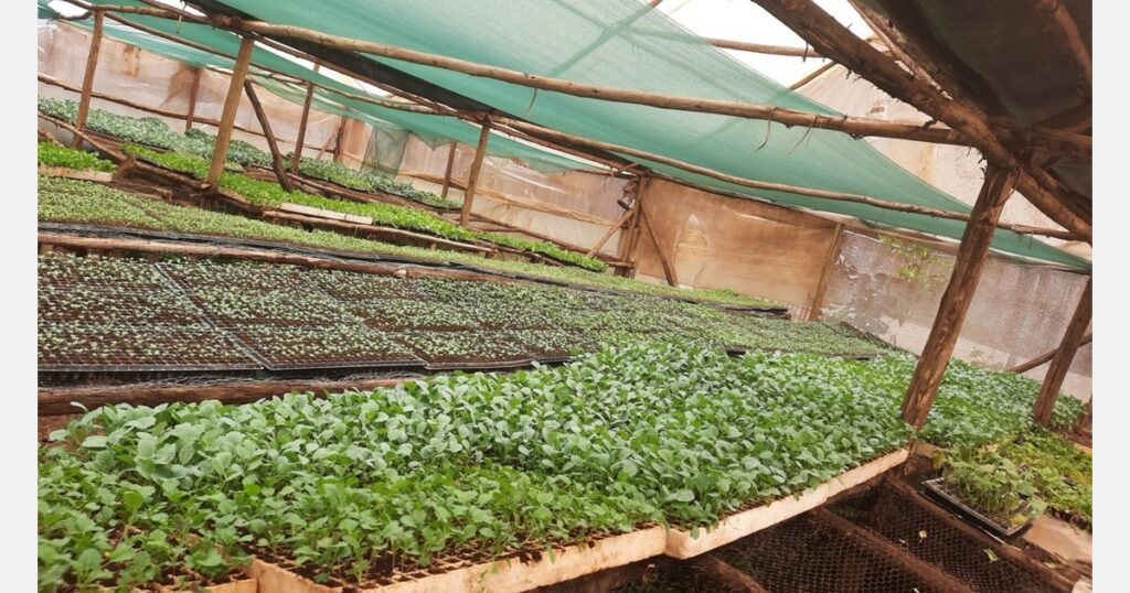 Germination trays in Kenya